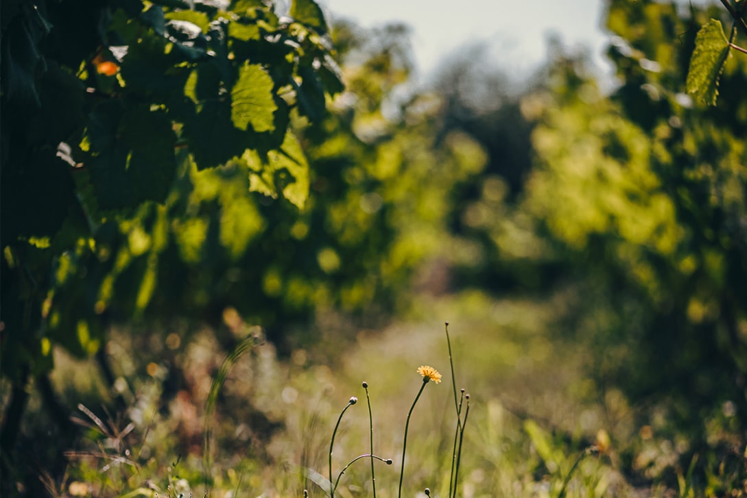 Accueil, Domaine Gadais Père &amp; Fils