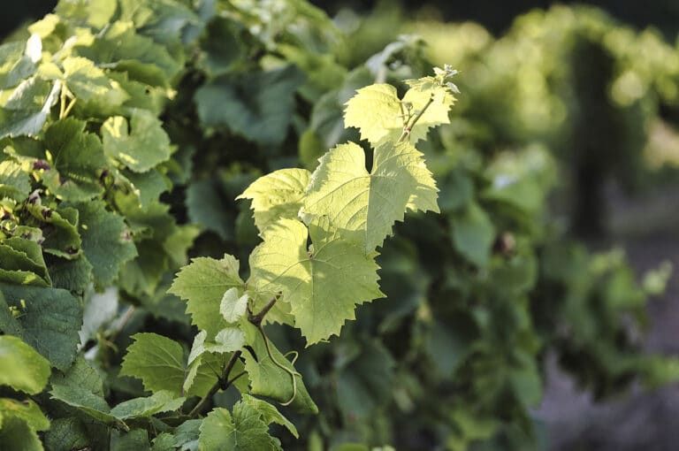 Melon de Bourgogne Muscadet grape variety Domaine Gadais Père & Fils