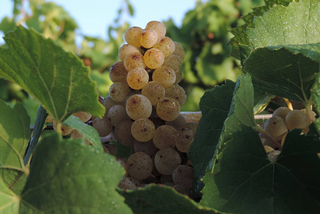 Melon de Bourgogne, Domaine Gadais Père &amp; Fils